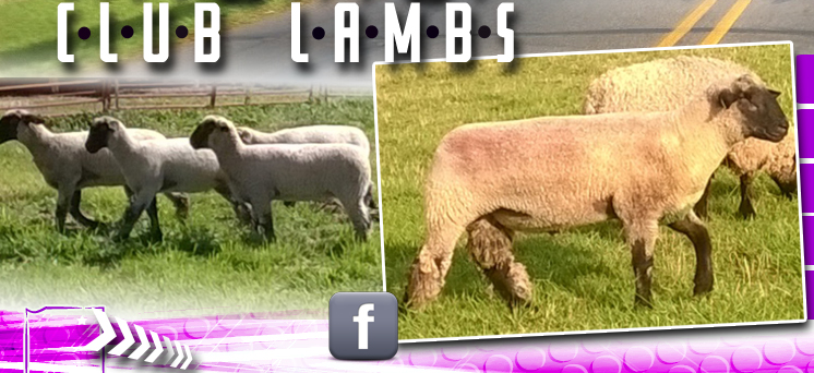 Mishler Club Lambs :: Shipshewana, IN