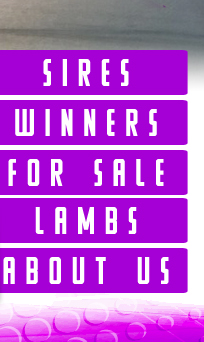Mishler Club Lambs :: Shipshewana, IN