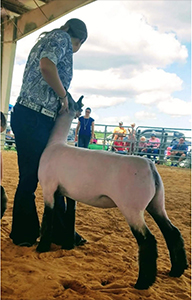 Mishler Club Lambs Winners